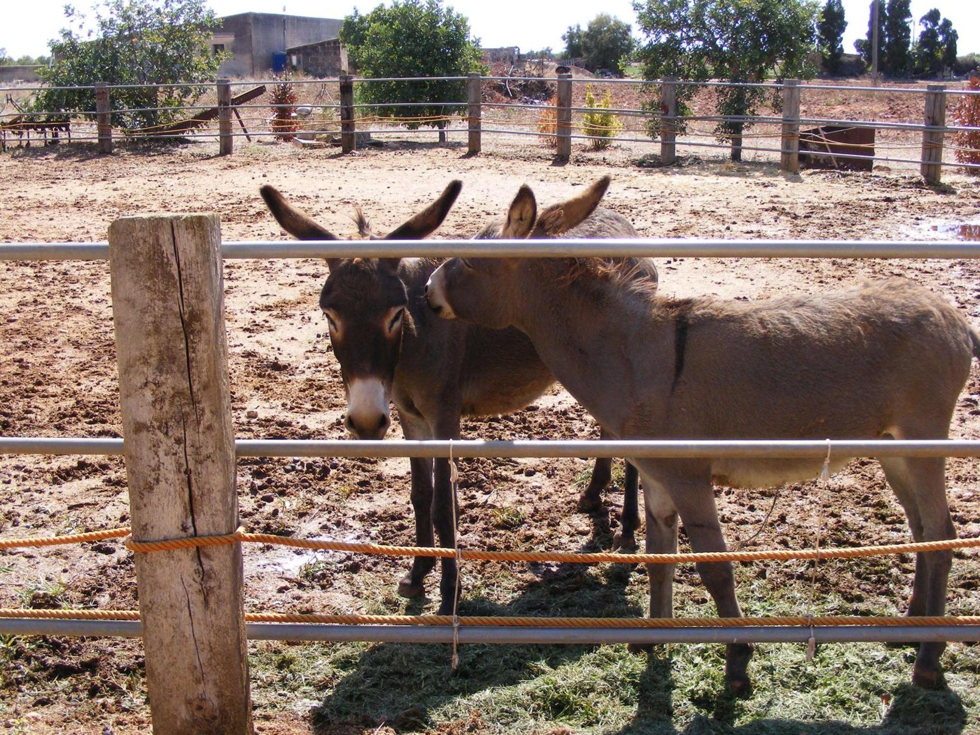 Agroturismo Finca Sant Blai Campos  Exterior foto