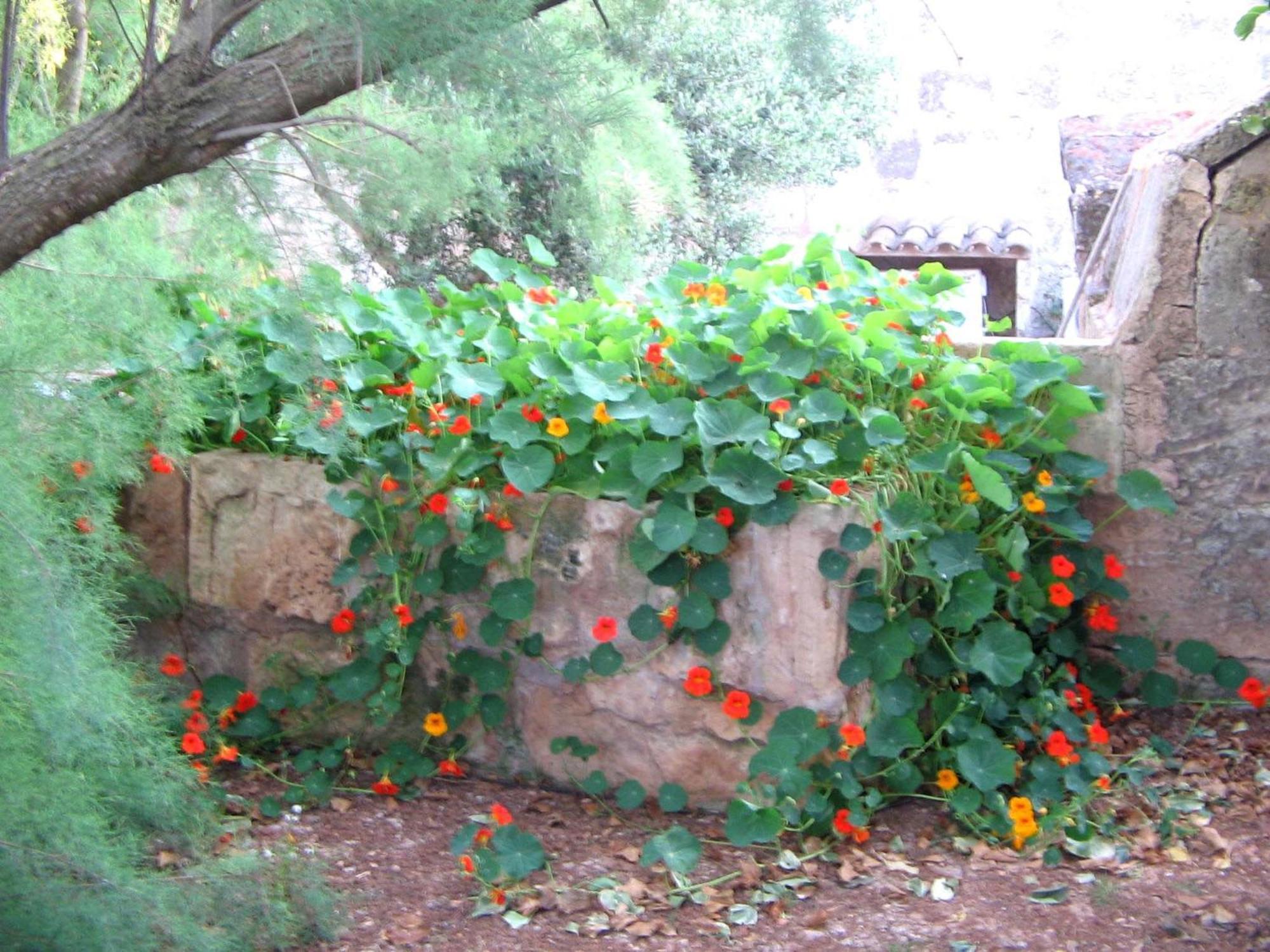 Agroturismo Finca Sant Blai Campos  Exterior foto